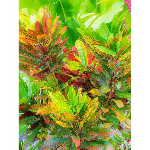 Hawaii-Maui-Kihei-Croton tropical and colorful leaf plant